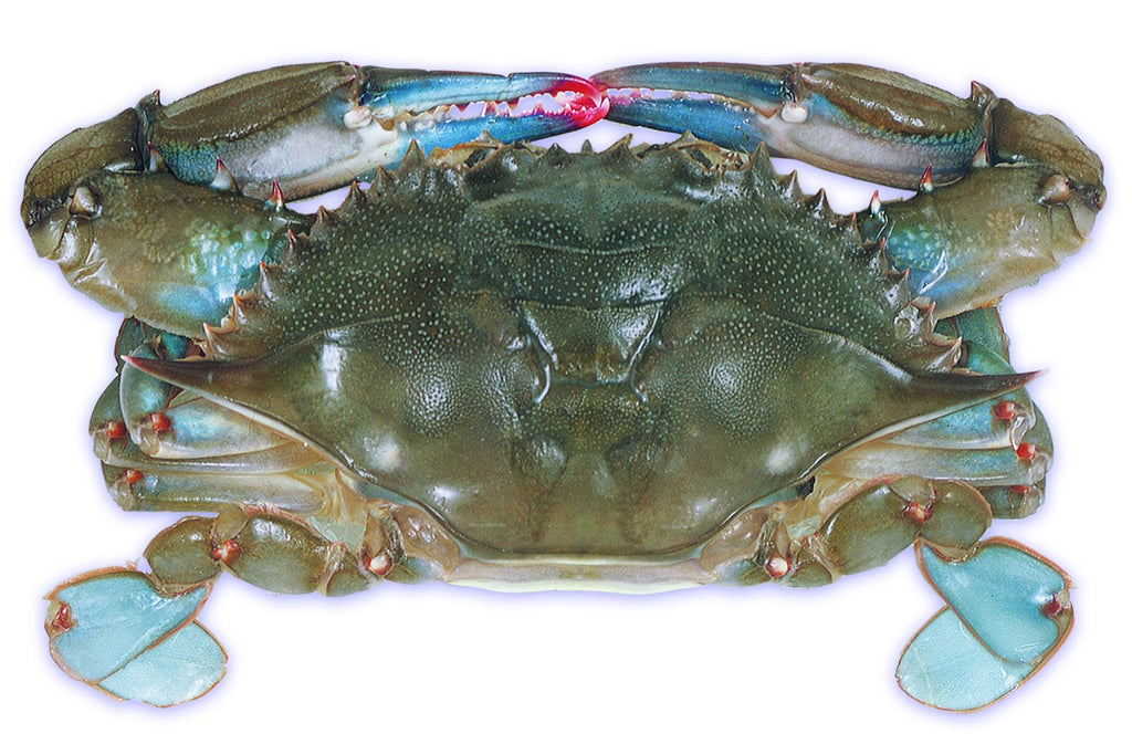 Whale Soft Crab | Seaside Seafood