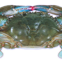 Jumbo Soft Crab