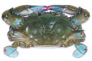 Jumbo Soft Crab